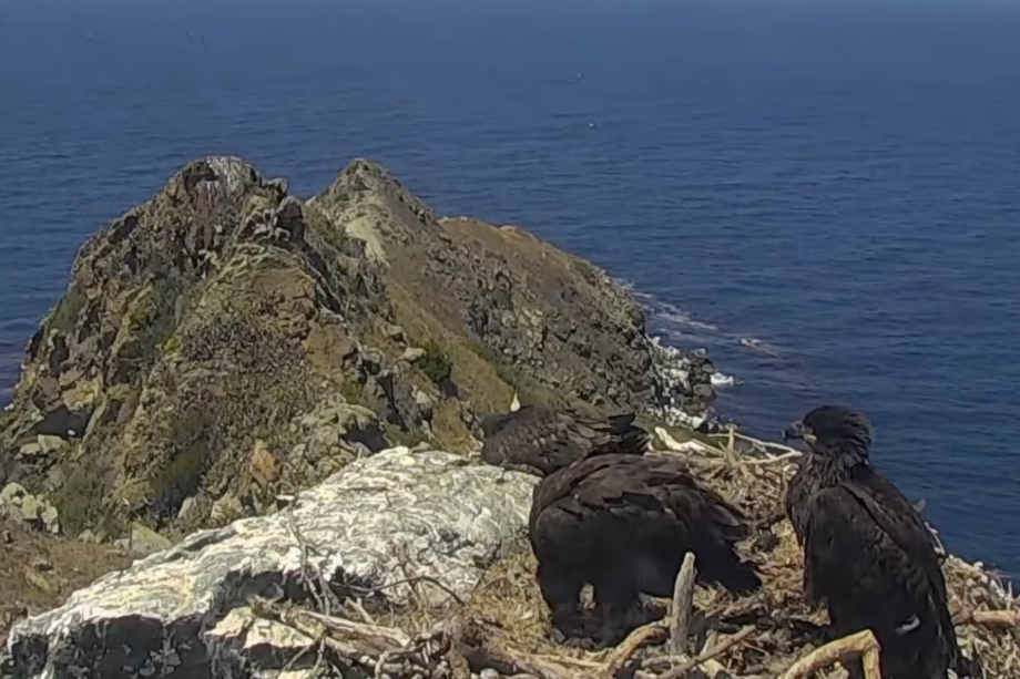 Catalina Island Live Eagle Cam