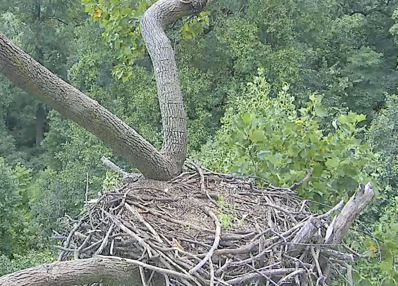 How does a bald eagle make its nest? – Eagle Cam